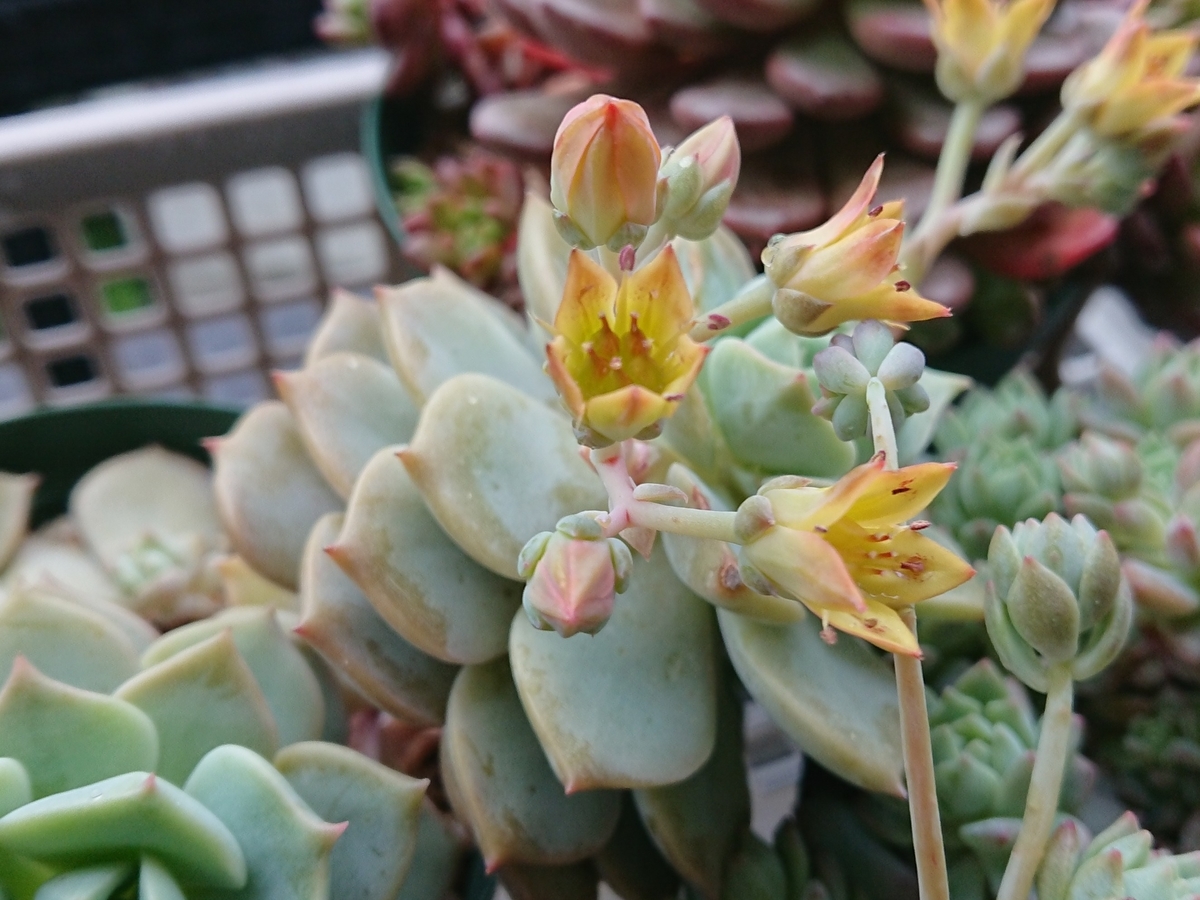 f:id:nurumenokotatu:20210525132641j:plain