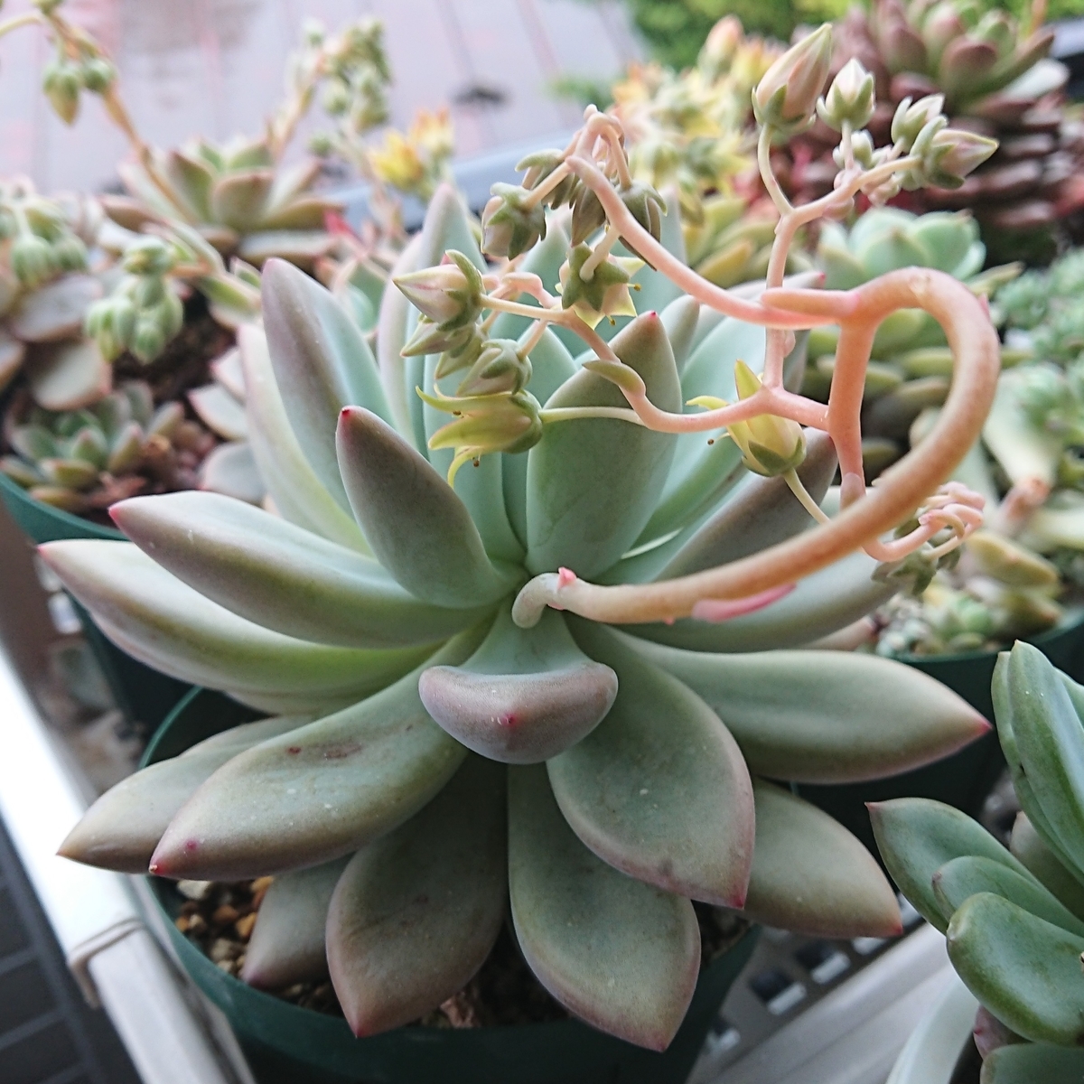 f:id:nurumenokotatu:20210525132703j:plain