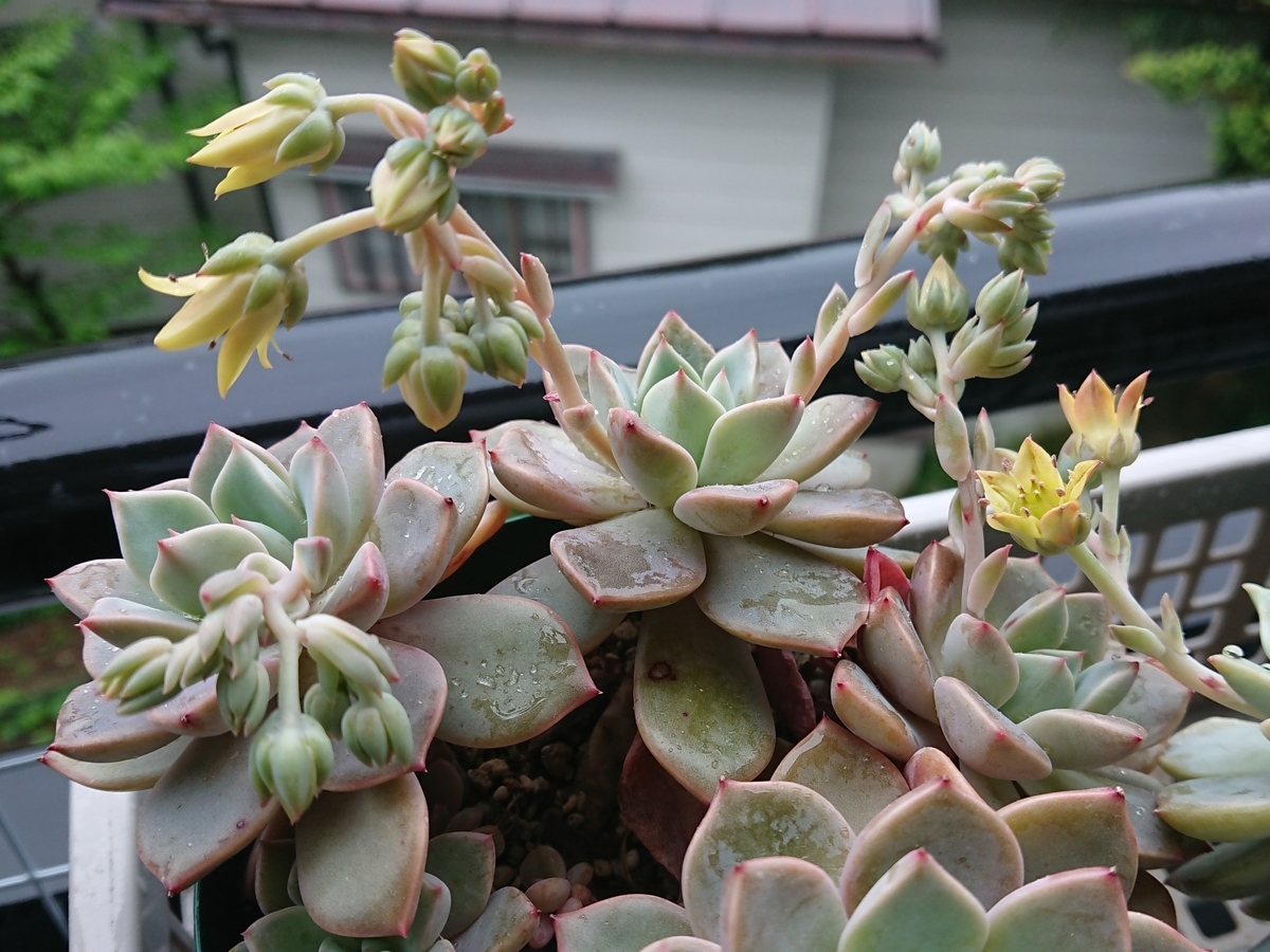 f:id:nurumenokotatu:20210525132731j:plain