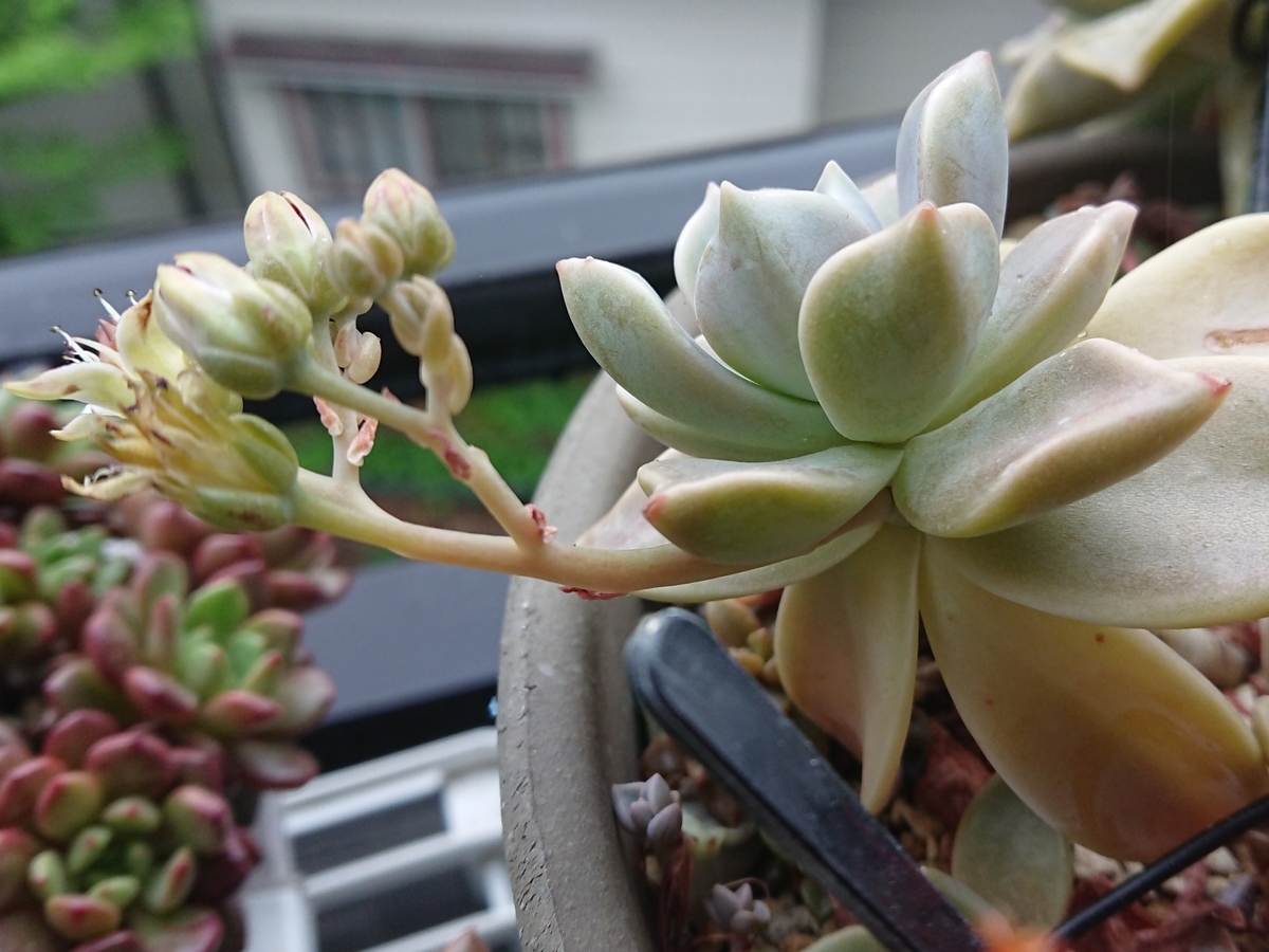 f:id:nurumenokotatu:20210525132811j:plain