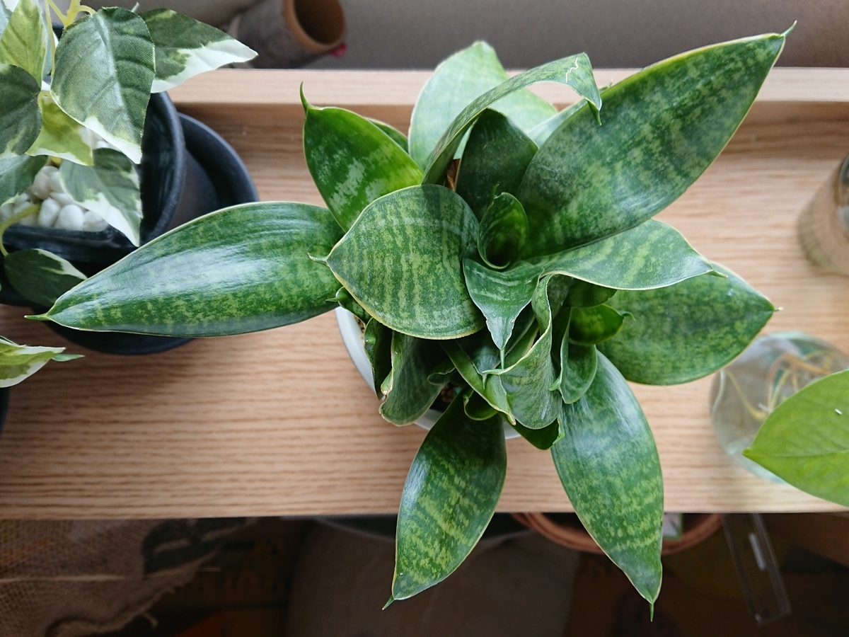 f:id:nurumenokotatu:20210622094406j:plain