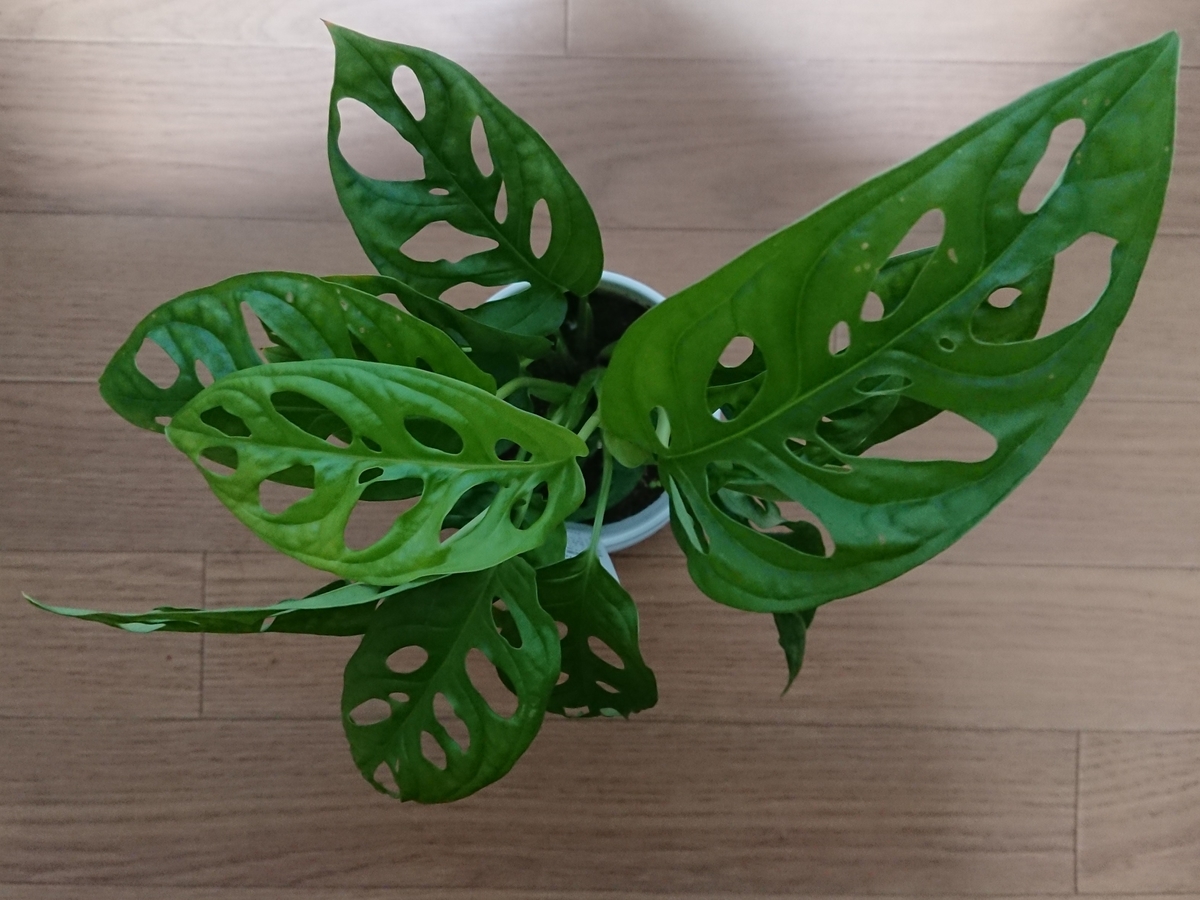 f:id:nurumenokotatu:20210923074302j:plain