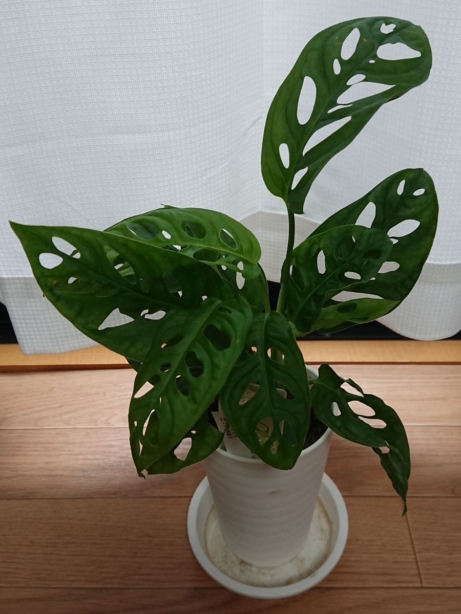 f:id:nurumenokotatu:20210923074350j:plain