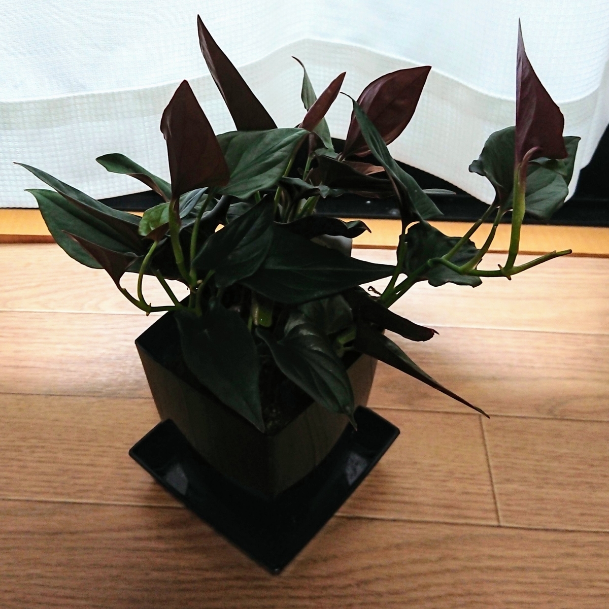 f:id:nurumenokotatu:20210923074947j:plain