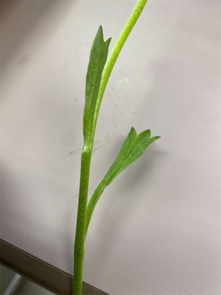 f:id:nutritionaler:20210206185756j:image