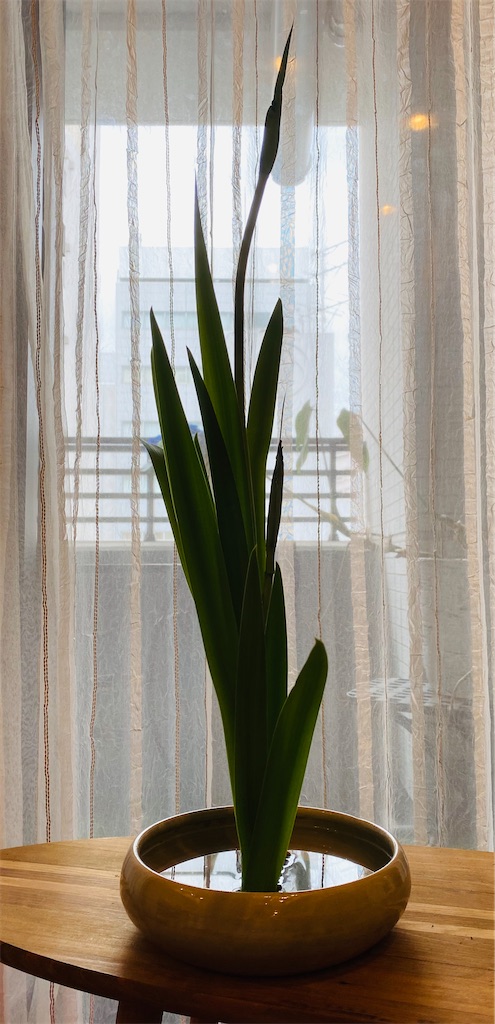 f:id:nutritionaler:20210417132218j:image f:id:nutritionaler:20210417132218j:image