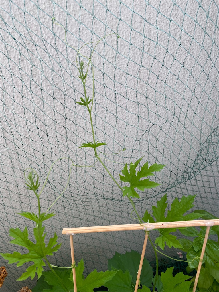 f:id:nutritionaler:20230708190448j:image f:id:nutritionaler:20230708190448j:image