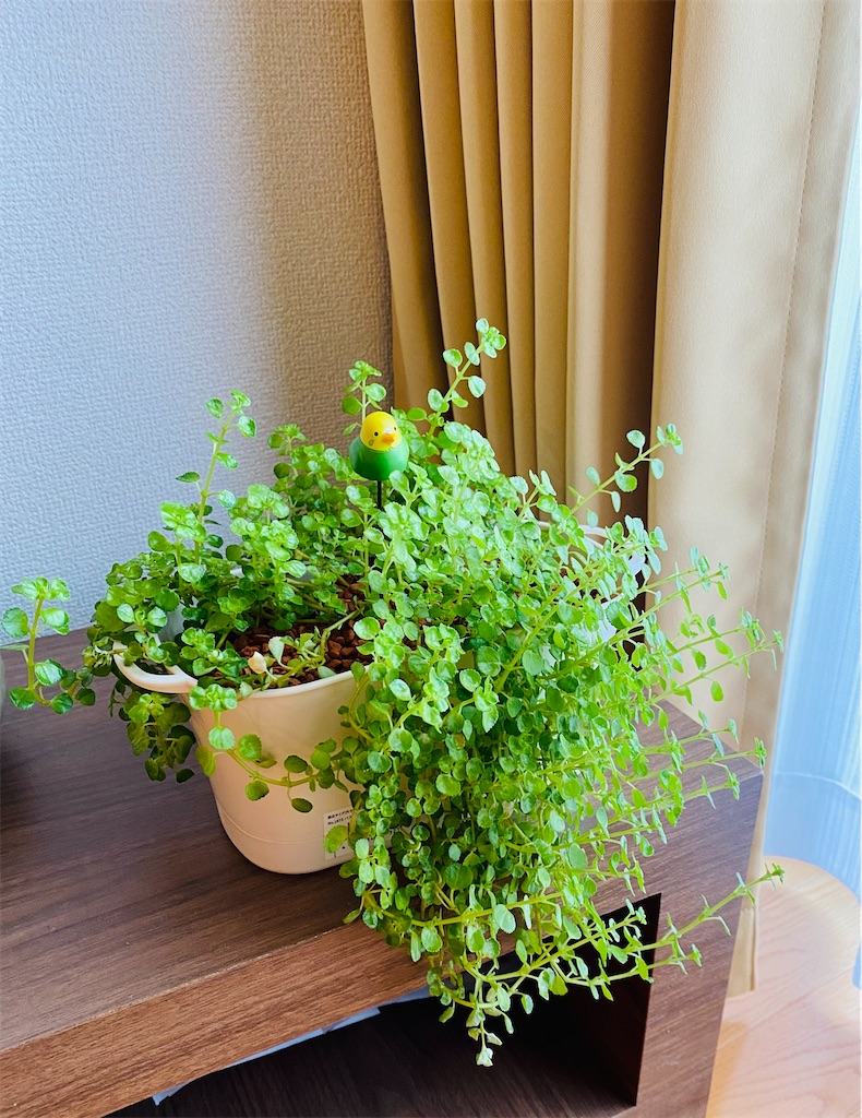 f:id:nutritionaler:20230802001529j:image