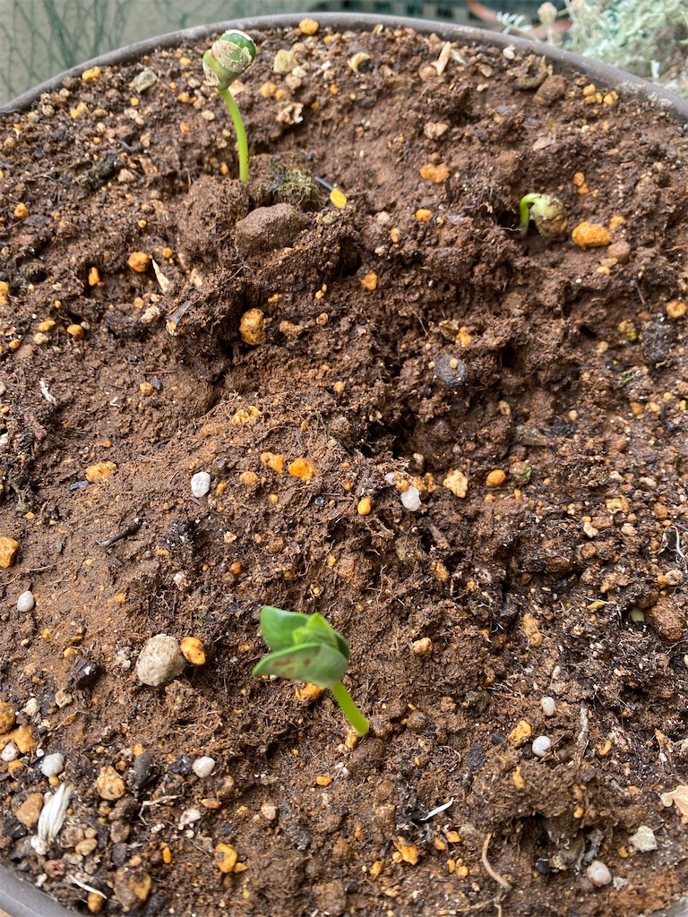 f:id:nutritionaler:20240622202728j:image