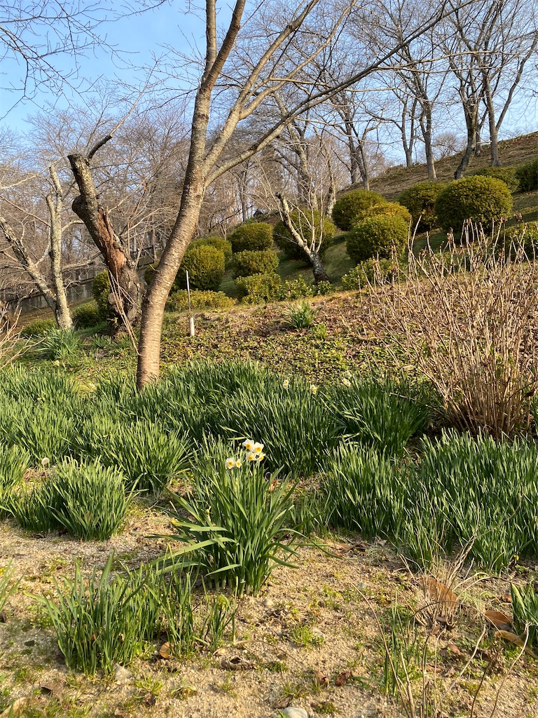 f:id:nutritionaler:20260105151522j:image