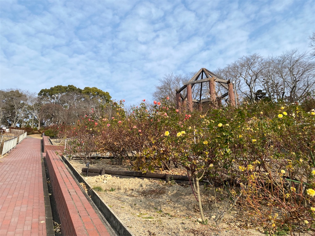 f:id:nutritionaler:20260105151608j:image