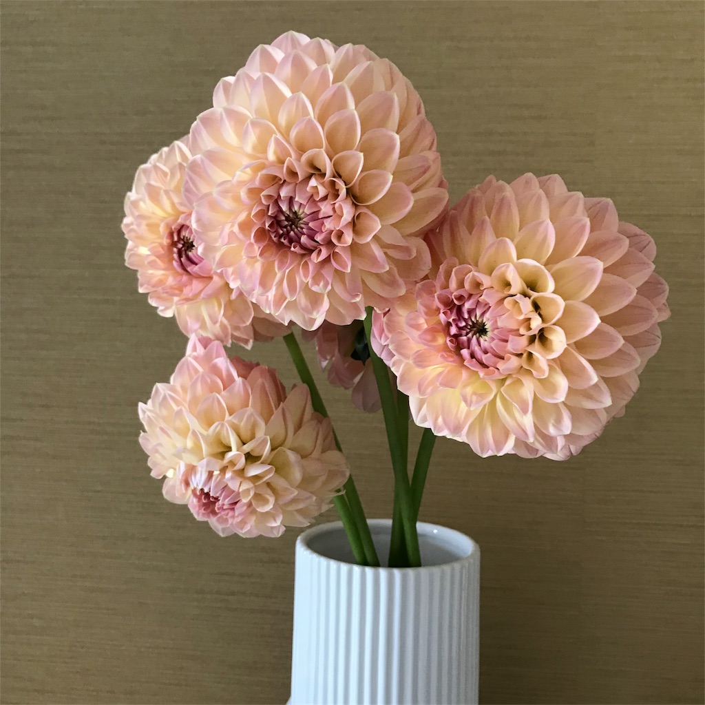 f:id:nutschang:20190216141804j:image