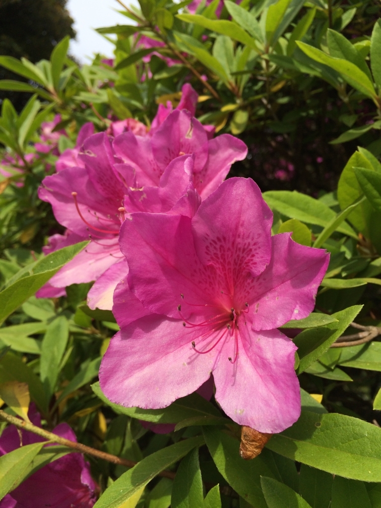 f:id:nutso0o:20180508214511j:plain f:id:nutso0o:20180508214511j:plain