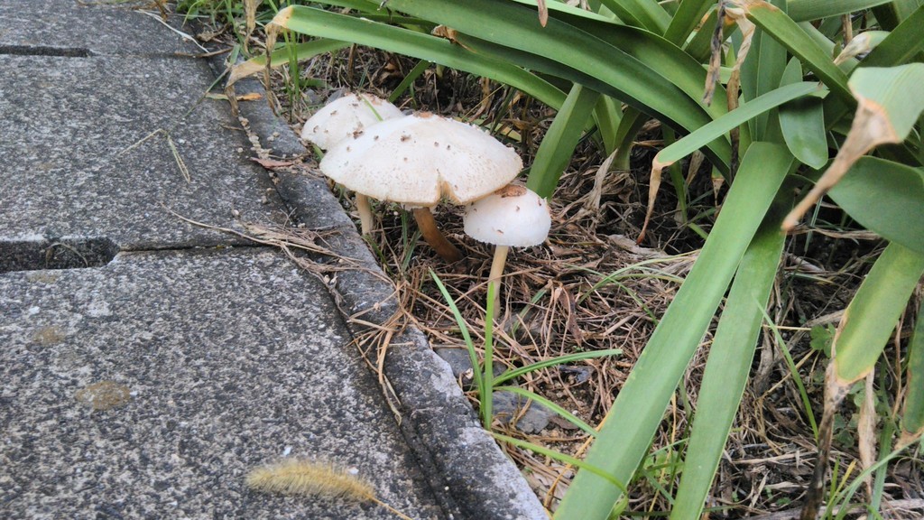 f:id:nvs:20180915230320j:plain f:id:nvs:20180915230320j:plain