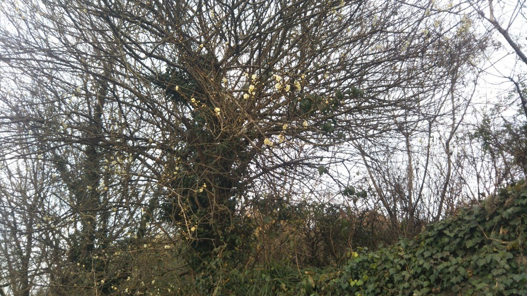 f:id:nvs:20190125202454j:plain f:id:nvs:20190125202454j:plain