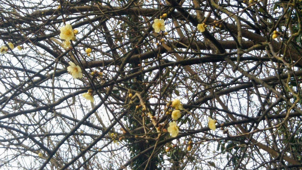 f:id:nvs:20190125202756j:plain f:id:nvs:20190125202756j:plain
