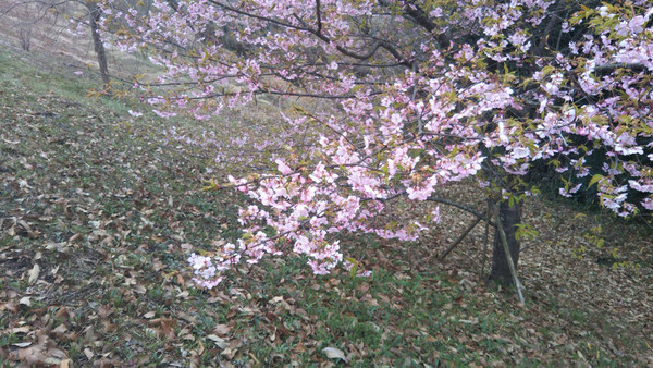 f:id:nvs:20190223021908j:plain