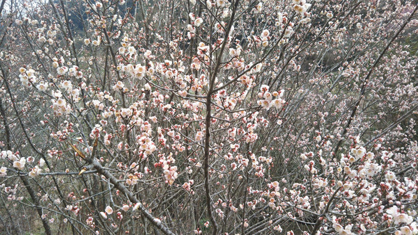 f:id:nvs:20190223022033j:plain