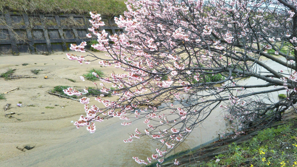f:id:nvs:20190303223048j:plain