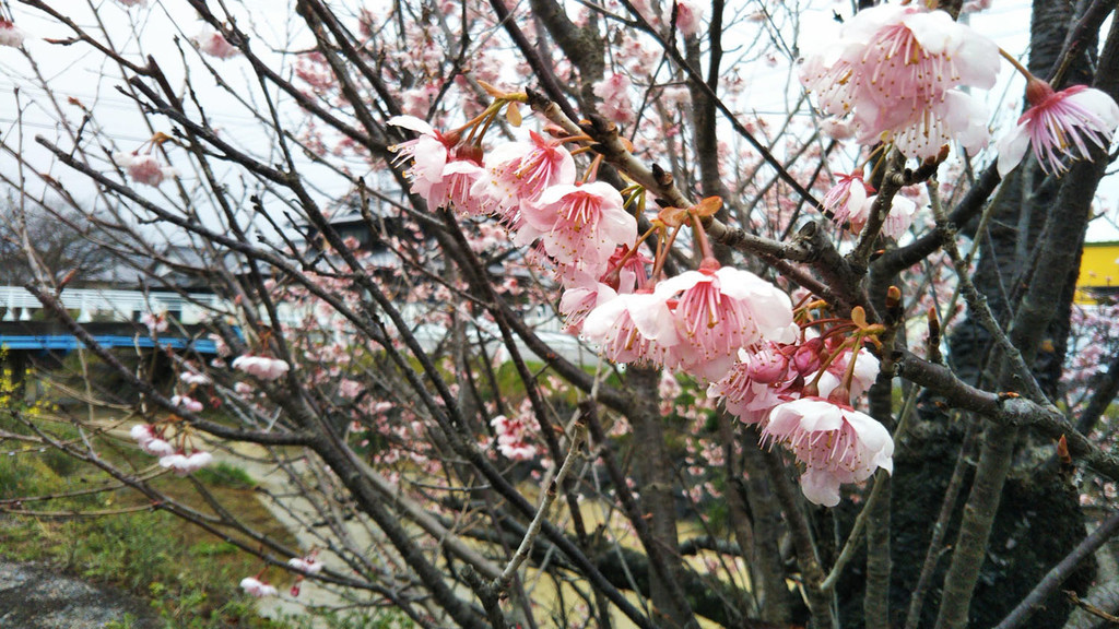 f:id:nvs:20190303223103j:plain f:id:nvs:20190303223103j:plain