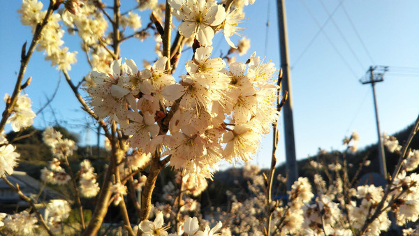 f:id:nvs:20190309233126j:plain f:id:nvs:20190309233126j:plain