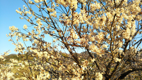f:id:nvs:20190309233130j:plain f:id:nvs:20190309233130j:plain
