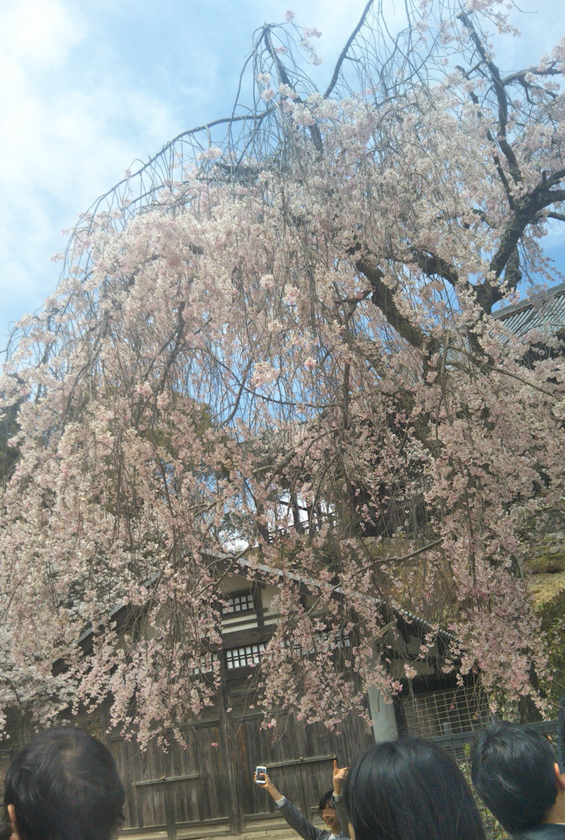 f:id:nvs:20190406225325j:plain