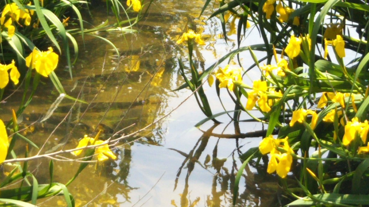 f:id:nvs:20190507234915j:plain f:id:nvs:20190507234915j:plain