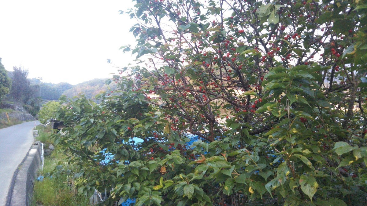 f:id:nvs:20190511143309j:plain
