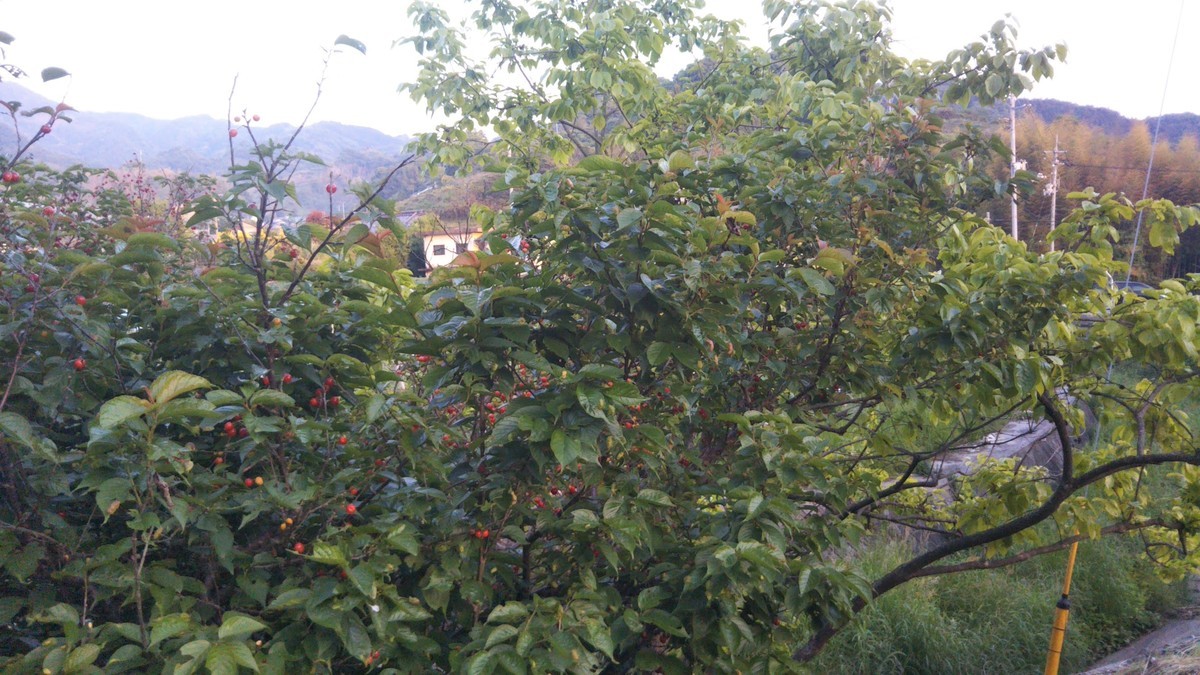 f:id:nvs:20190511143330j:plain