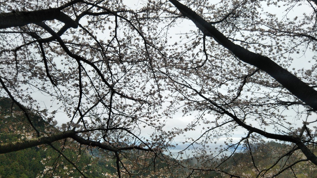 f:id:nvs:20200331153414j:plain