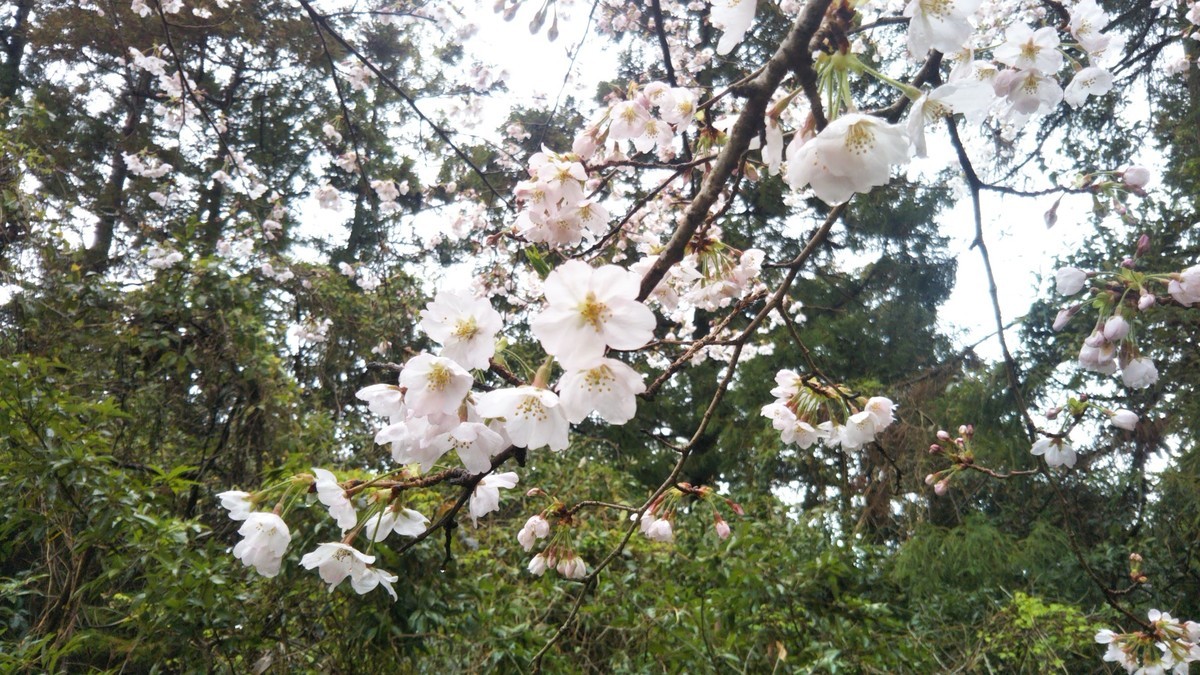 f:id:nvs:20200331153436j:plain