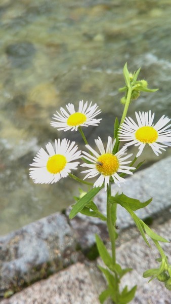 f:id:nvs:20200613162623j:plain f:id:nvs:20200613162623j:plain
