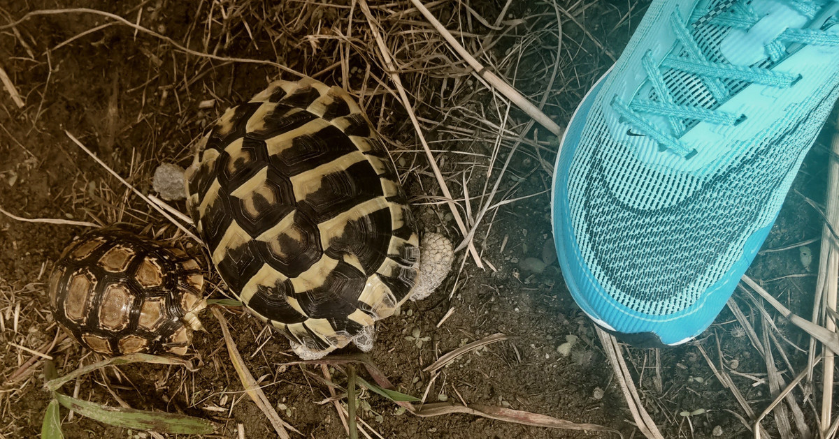 f:id:nvs:20210928142146j:plain