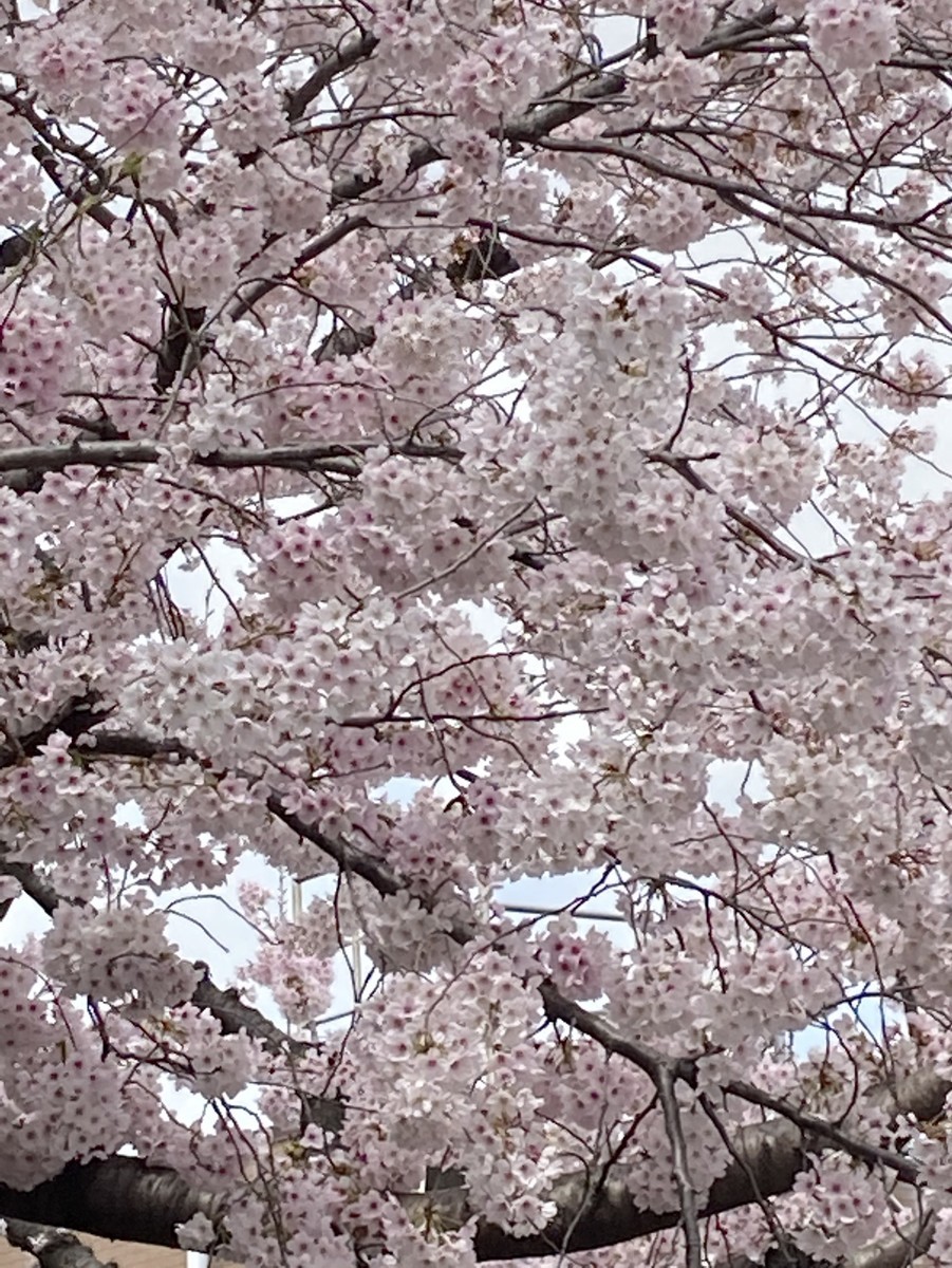 f:id:nvs:20220331131445j:plain