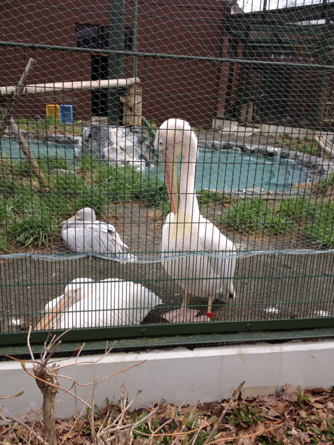 f:id:nvtomo:20130505190612j:plain f:id:nvtomo:20130505190612j:plain