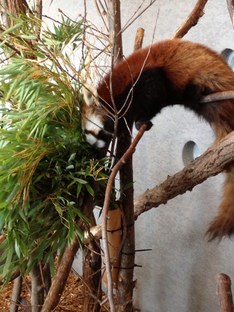 f:id:nvtomo:20130505190651j:plain f:id:nvtomo:20130505190651j:plain
