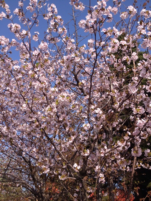 f:id:nvtomo:20140505222007j:plain f:id:nvtomo:20140505222007j:plain