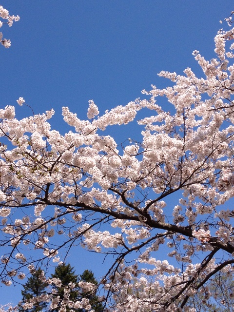 f:id:nvtomo:20140511204521j:plain f:id:nvtomo:20140511204521j:plain