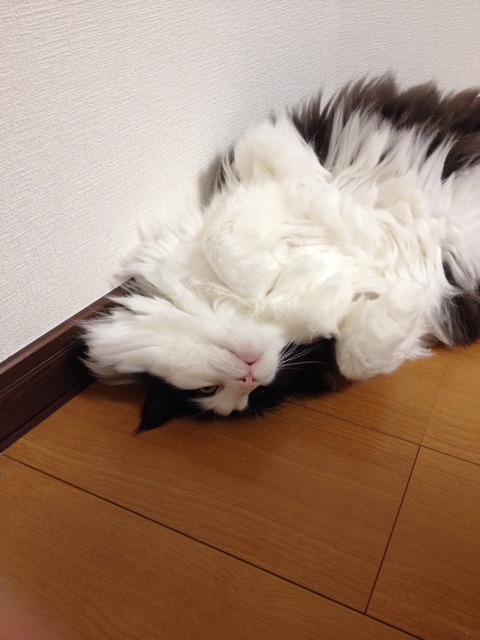 f:id:nvtomo:20141013224236j:plain f:id:nvtomo:20141013224236j:plain