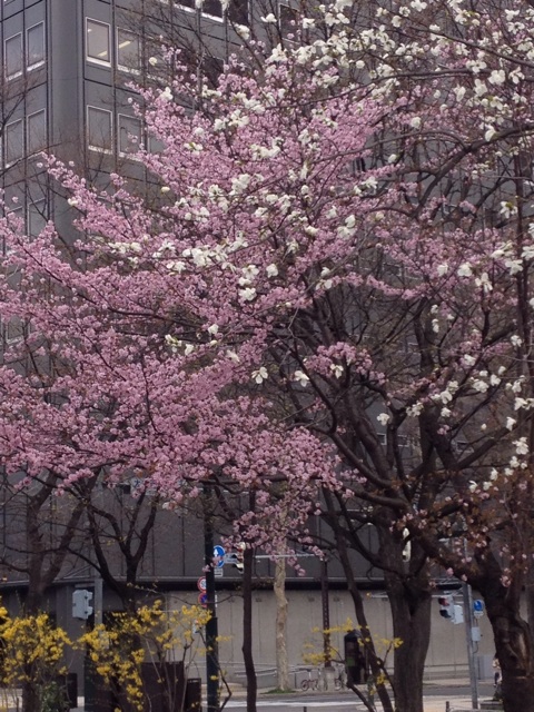 f:id:nvtomo:20150427073123j:plain f:id:nvtomo:20150427073123j:plain