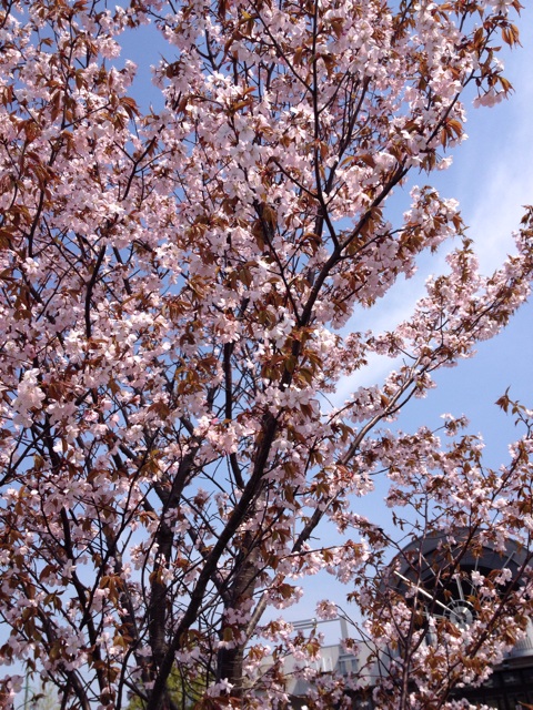 f:id:nvtomo:20150427073149j:plain f:id:nvtomo:20150427073149j:plain
