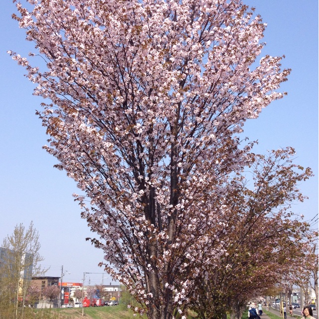 f:id:nvtomo:20150430205344j:plain f:id:nvtomo:20150430205344j:plain