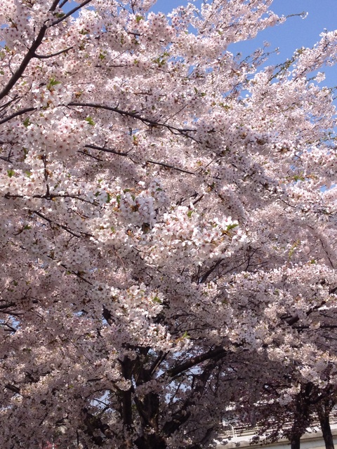 f:id:nvtomo:20150430205502j:plain f:id:nvtomo:20150430205502j:plain