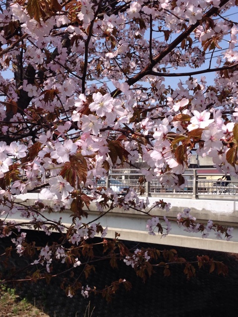 f:id:nvtomo:20150430205517j:plain f:id:nvtomo:20150430205517j:plain