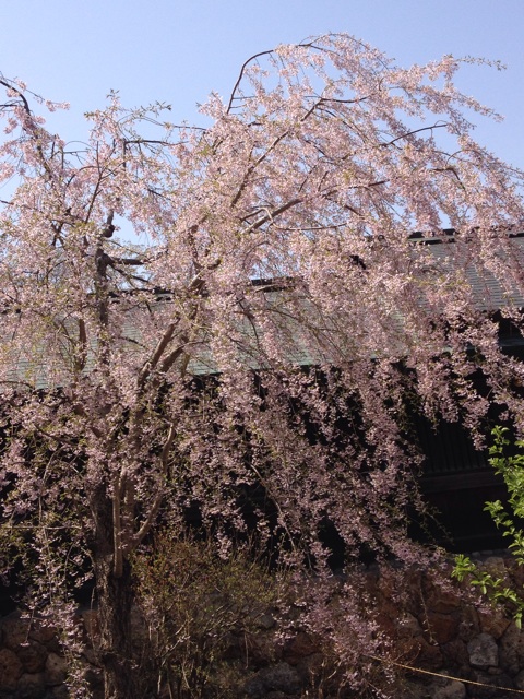 f:id:nvtomo:20150503112015j:plain f:id:nvtomo:20150503112015j:plain