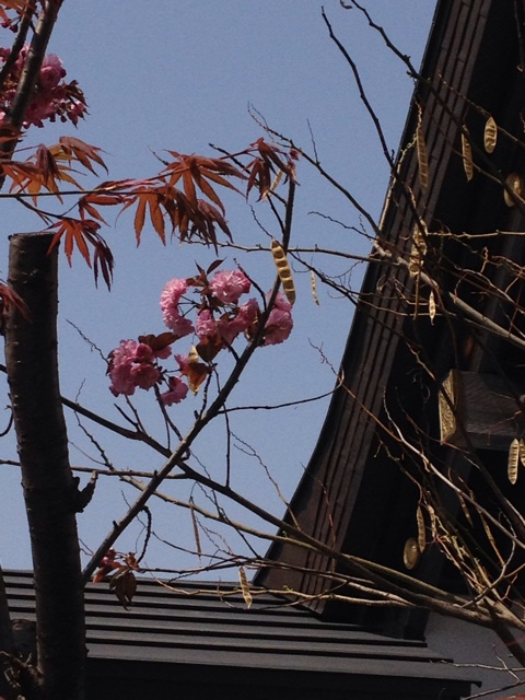 f:id:nvtomo:20150503112106j:plain f:id:nvtomo:20150503112106j:plain