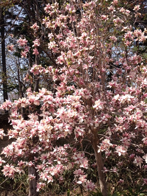 f:id:nvtomo:20150503112207j:plain f:id:nvtomo:20150503112207j:plain