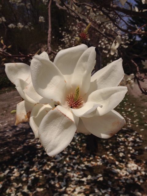 f:id:nvtomo:20150503112224j:plain f:id:nvtomo:20150503112224j:plain