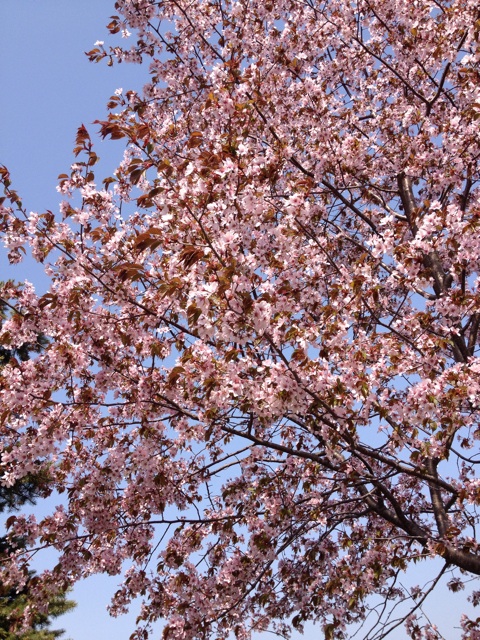 f:id:nvtomo:20150503112341j:plain f:id:nvtomo:20150503112341j:plain